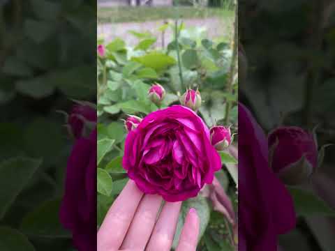 Rose…love… #shorts #beautiful #flowers