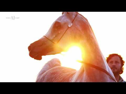 ⚜️ DOHA STUD ⚜️ SHOW COLLECTION 2021