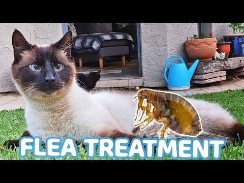 Why to use flea treatment on your cats
