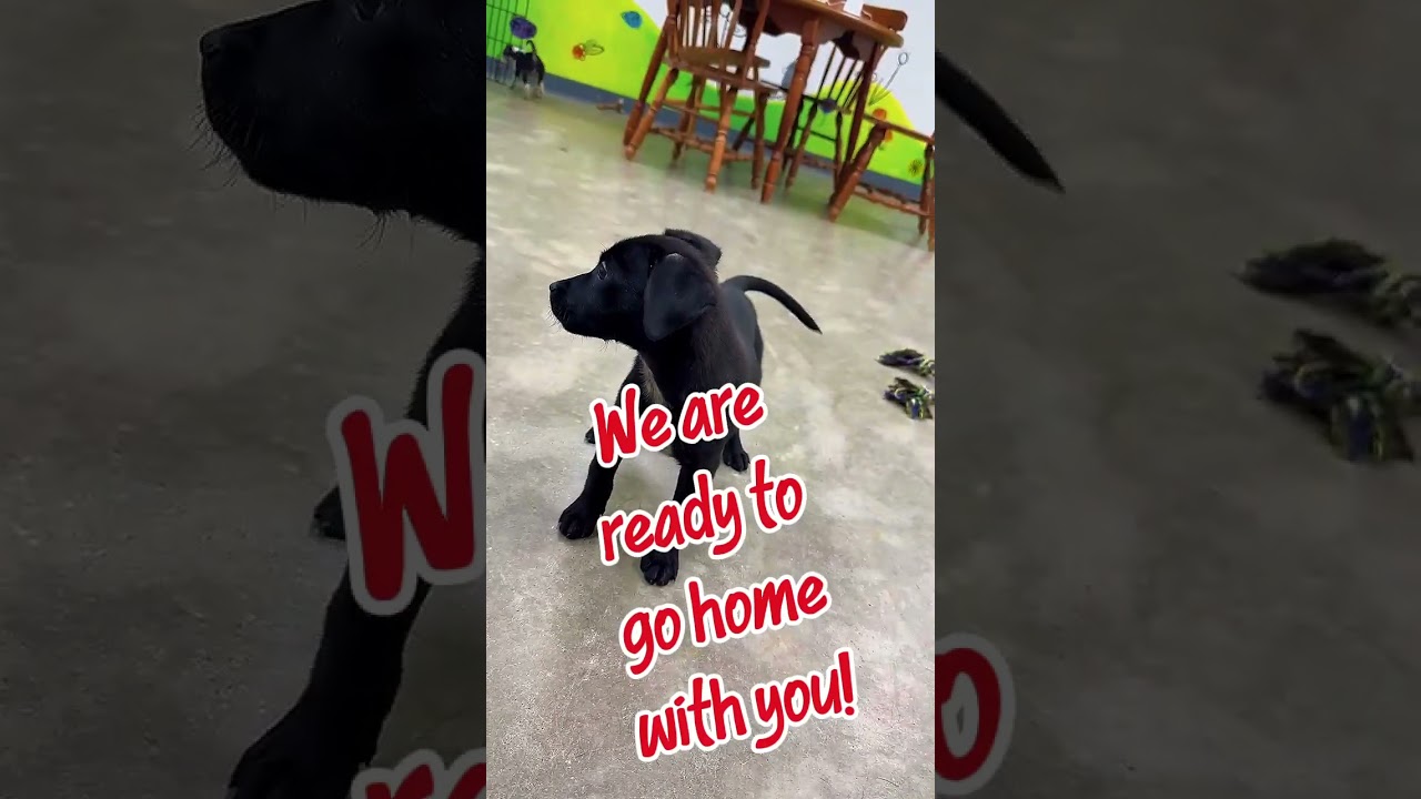 Enlarge Oona, a Adoptable mixed breed in Archbold , OH video 2/2