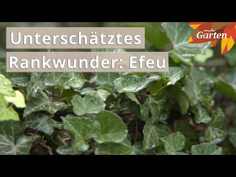 Ein Schaugarten voller Efeu | MDR