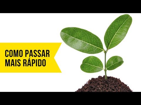 Concurso MAPA - Como passar mais rápido [AUTORIZADO!]