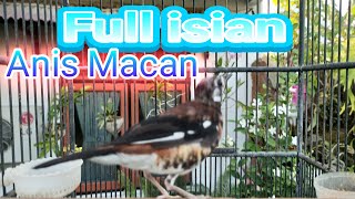Download lagu Anis Macan Gacor Ngerol Panjang Dijamin Anis Yang Lain Nyaut mp3