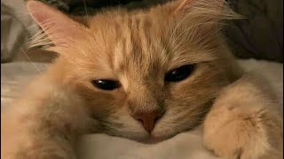 Cover art for bad habit