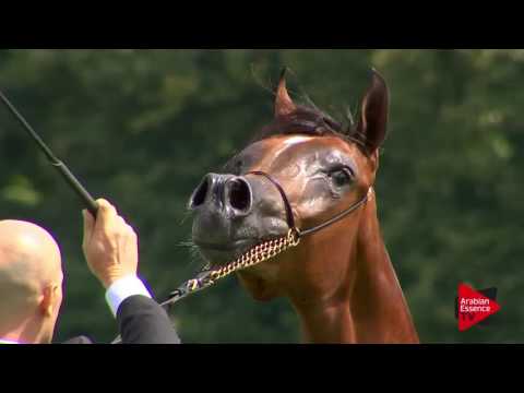 N.8 KAREEMAH ALBIDAYER - Chantilly 2017 World Cup - Yearling Fillies (Class 1B)