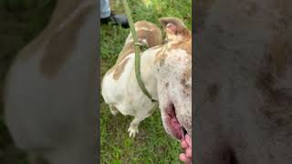 Video preview image #1 Catahoula Leopard Dog-Unknown Mix Puppy For Sale in Woodbury, NY, USA