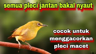 Download lagu Pleci Betina Memanggil Jantan Untuk memancing Bunyi Pleci Jantan || Call Pleci Betina Birahi mp3 Download lagu Pleci Betina Memanggil Jantan Untuk memancing Bunyi Pleci Jantan || Call Pleci Betina Birahi mp3