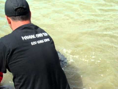 eliberare livada de bihor Chereches RARES