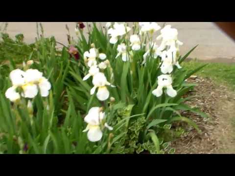 download lagu mp3 mp4 Kellys Garden, download lagu Kellys Garden gratis, unduh video klip Kellys Garden