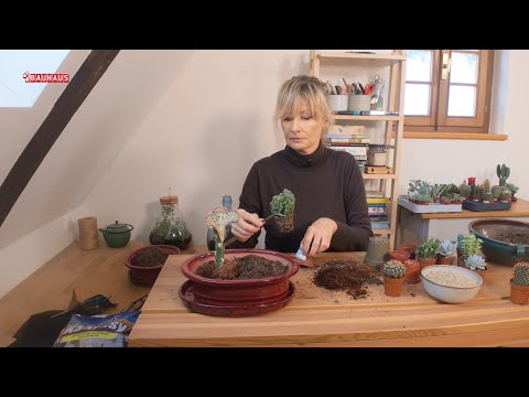 Škola vrtlarstva - pustinjski vrt u kući