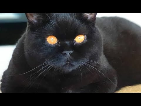 British Shorthair Cat Raven Has a Beautiful Eyes