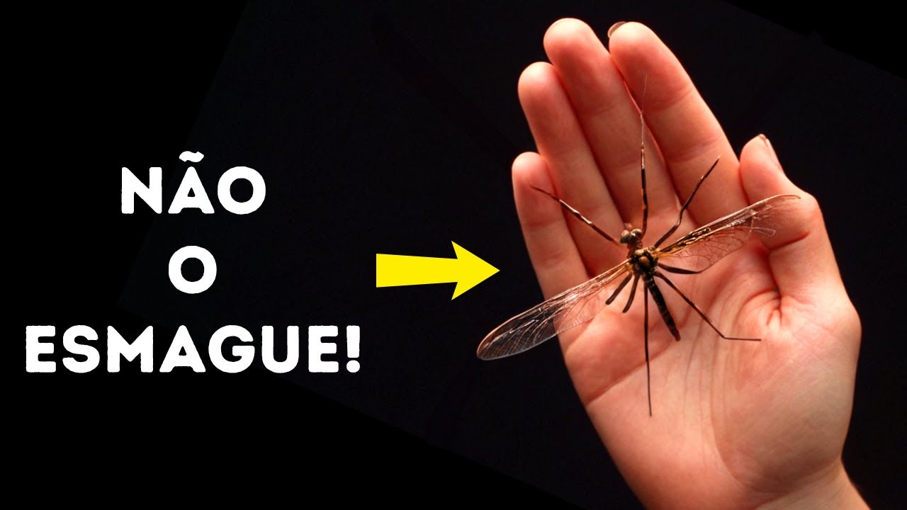 Segredos dos animais tão selvagens que você pensará que eu os inventei