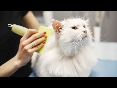 One of the smartest cats in the world, Turkish Angora