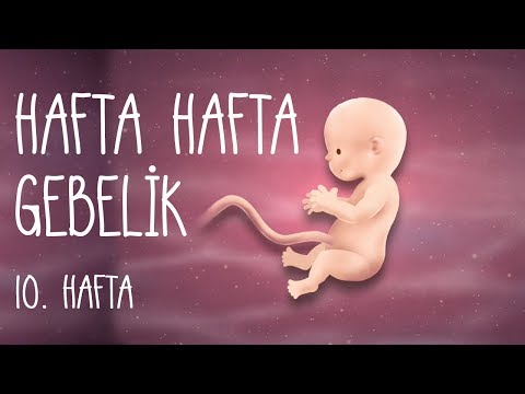 Hafta Hafta Gebelik 10. hafta