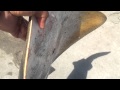 San Diego Fishing Butterfly Ray