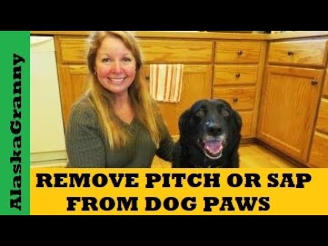 Remove Pitch or Sap from Dog Paws Feet