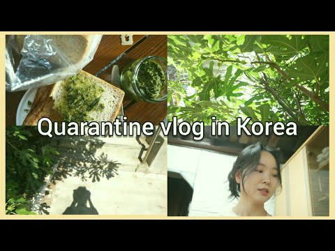 [ENG]How to enjoy in quarantine l KOREA VLOG l at Korea old detached house l fig trees l 코시국 즐기는법