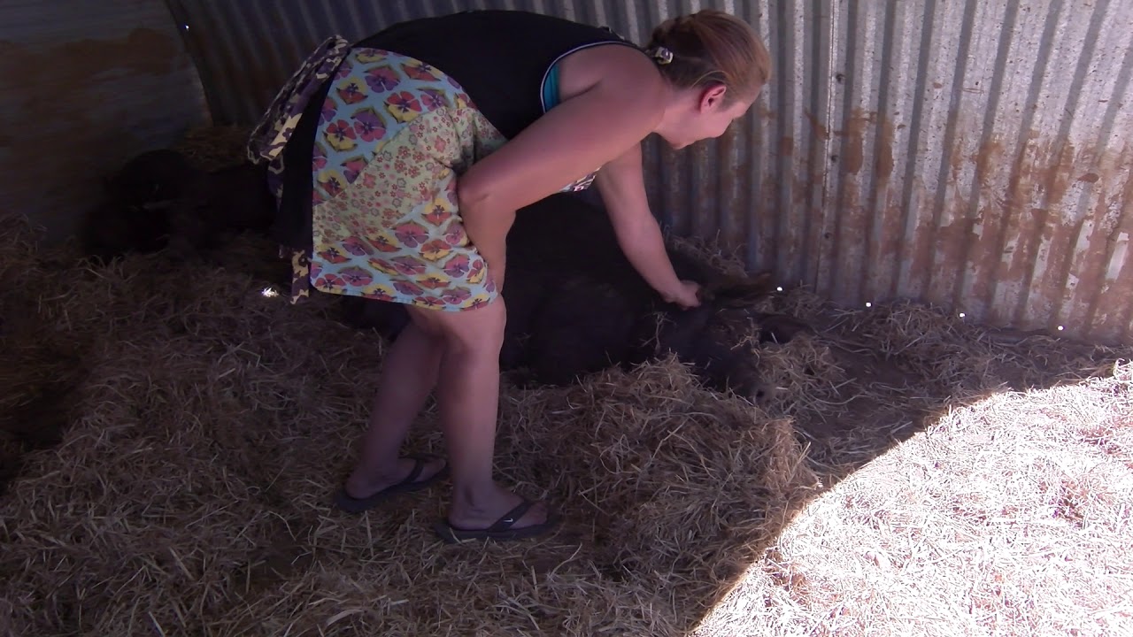 Cosmic Roots Ranch 2