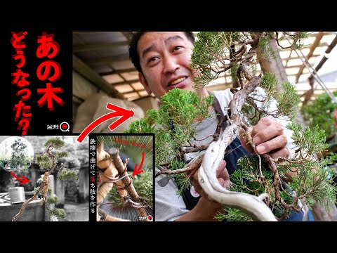 ビャクシン属バージニアナ