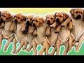 Doggie Day Care Day 63