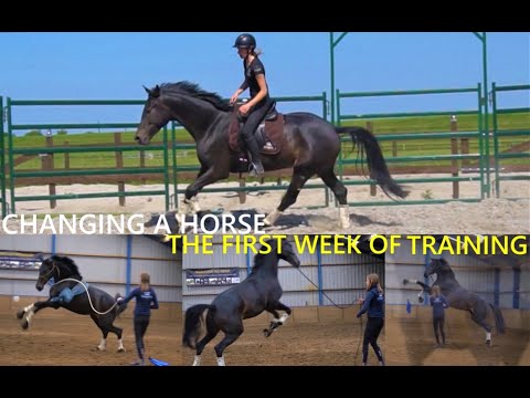 download lagu mp3 mp4 Featherlight Horsemanship, download lagu Featherlight Horsemanship gratis, unduh video klip Featherlight Horsemanship