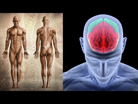 Hyaluronsäure-Injektionen in die Gelenke Forum Schmerzen im unteren Rücken mit Endometriose