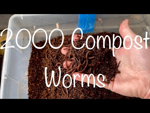 2000 Compost Worms
