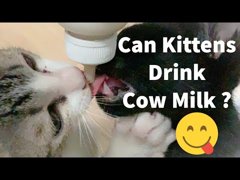 087 Can kittens and cats drink cow milk ?