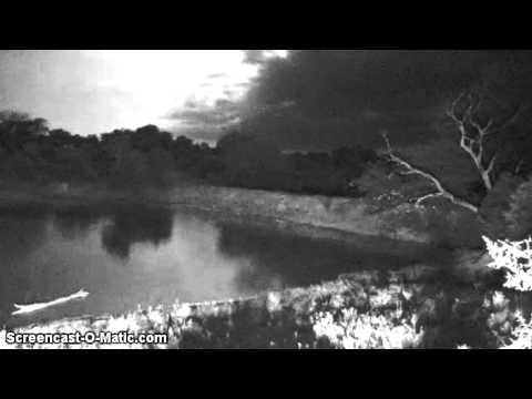 Night time at Djuma Waterhole - Elephants cross the dam wall