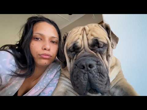 This 180lb Boerboel Slowly Took Over Her Bed, Her Couch, Her Bathroom—Then the Camera Revealed Why