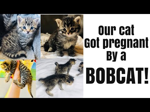 Bobcat/Pixiebob kittens || our cat got pregnant by a BOBCAT