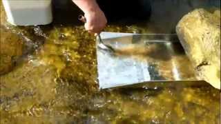 preview picture of video 'Good Friday 2013 gold prospecting NC'