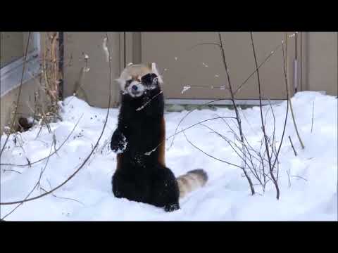 Most Adorable Red Panda   CUTEST Compilation