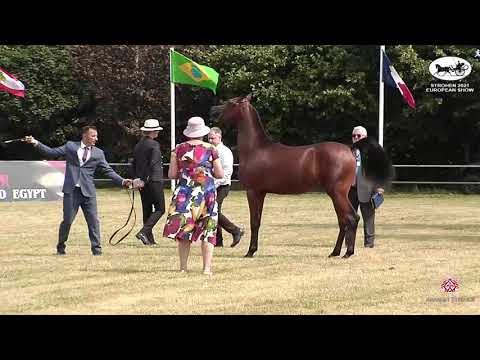 N 202 AACHEN TMA   Strohen 2021 European C Show   Colts 2 3 Years Old Class 78