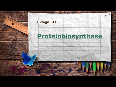 Bio K I  ·  Proteinbiosynthese