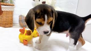 ビーグルの動画01