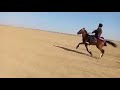 Reval Cala Ke Ghode Jaisalmer 1