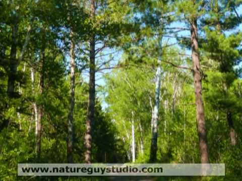 download lagu mp3 mp4 Minnesota Sounds From The Land Of Lakes, download mp3 Minnesota Sounds From The Land Of Lakes free downloadn, video klip Minnesota Sounds From The Land Of Lakes