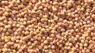 Bengal Gram in Kalamna Market, Nagpur