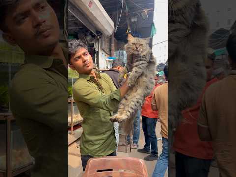 #persiancat #kittens #pets #catlovers #cat #pets #subscribe