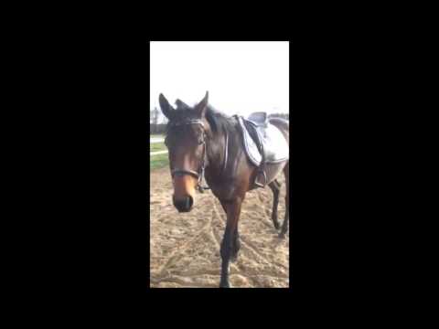 Land  of Men - Entier PS - Elevage de Chantime