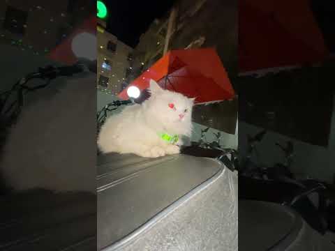 #cats  eyes. 🤪🔥. #music