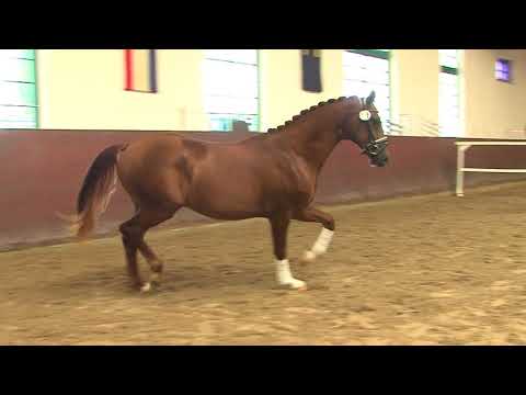 29. Mecklenburger Körtage - Kat.Nr. 28 Hengst v. Top Gear