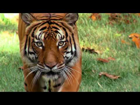 The Cincinnati Zoo