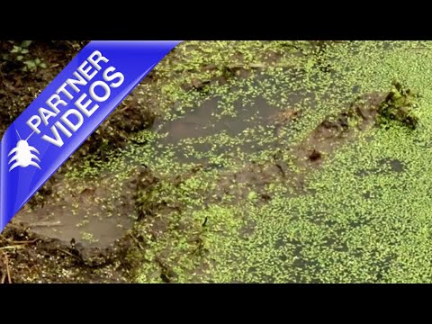  How to Manage Aquatic Vegetation Video 