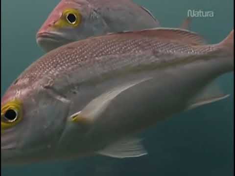 Los Colores Del Agua: 2 El lenguaje colorido