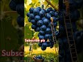 Making All Fruit Juice Interested Viralvideo Tranding Ytshort Sweetrecipe Sweetjuice Swee