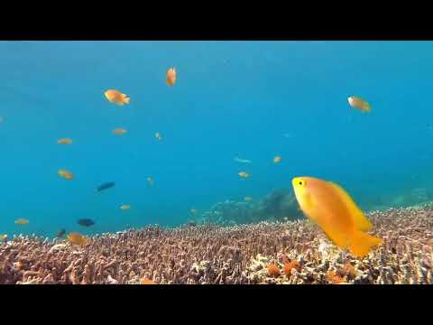 IN ARADTUM İLAHİSİ (KESİNTİSİZ 1 SAAT)