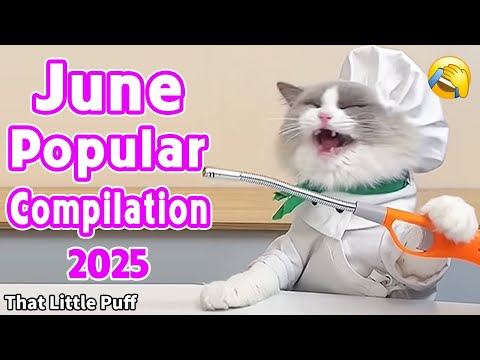 Meow Chef: June Popular Compilation💥2025 | That Little Puff