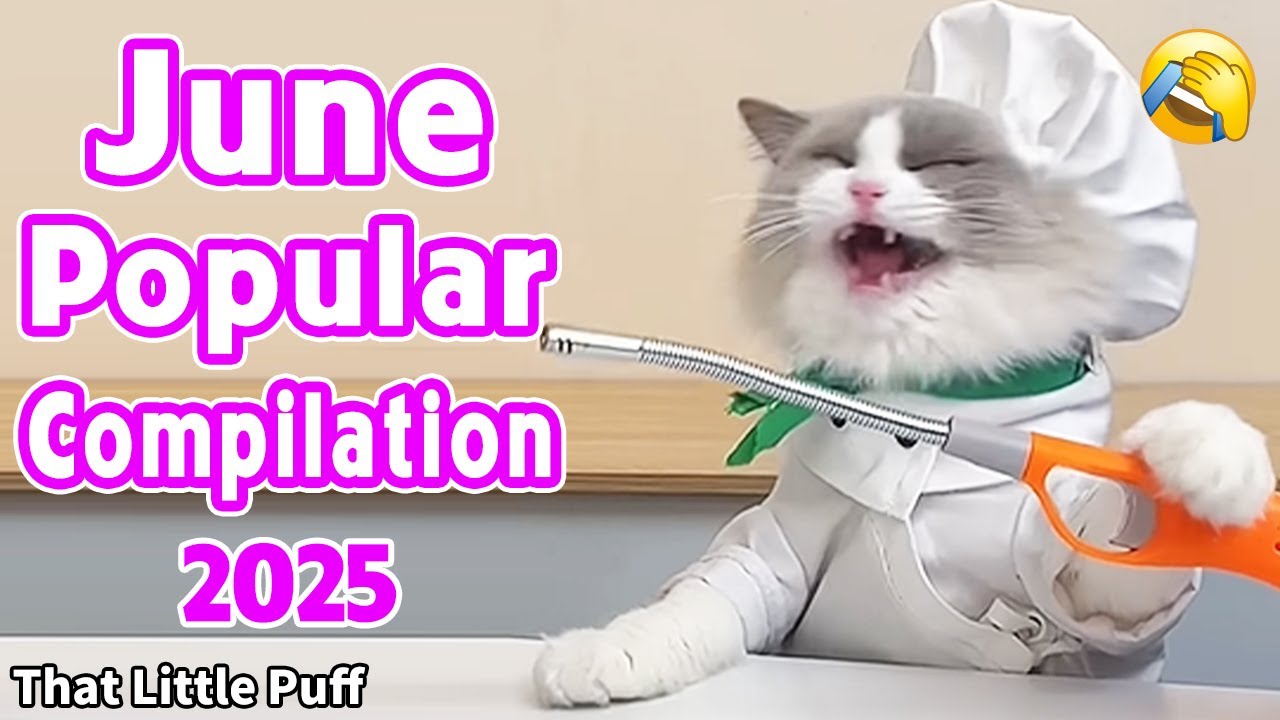 Meow Chef: June Popular Compilation 2025